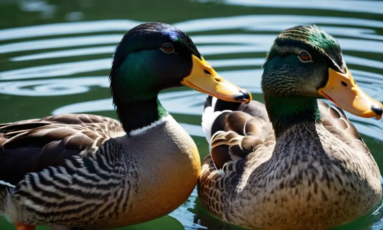 Inbreeding In Domestic Ducks: Causes, Effects, And Solutions