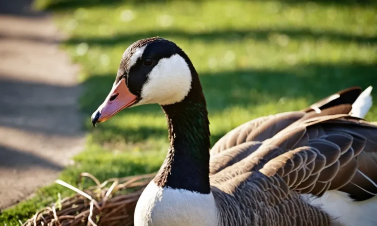 Is It Illegal To Hit A Goose? Everything You Need To Know