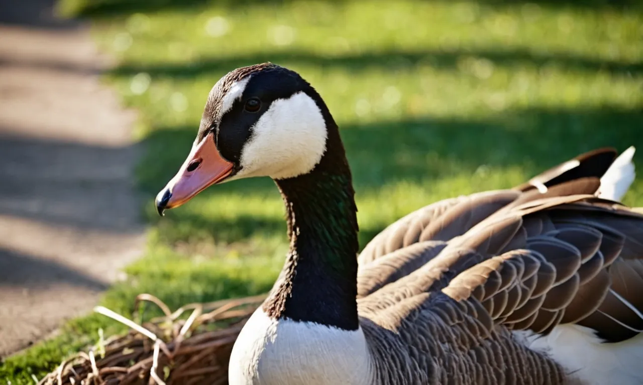 Is It Illegal To Hit A Goose? Everything You Need To Know Berry Patch