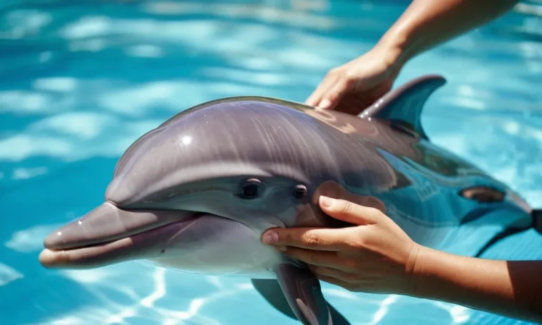 Is It Legal To Own A Dolphin?