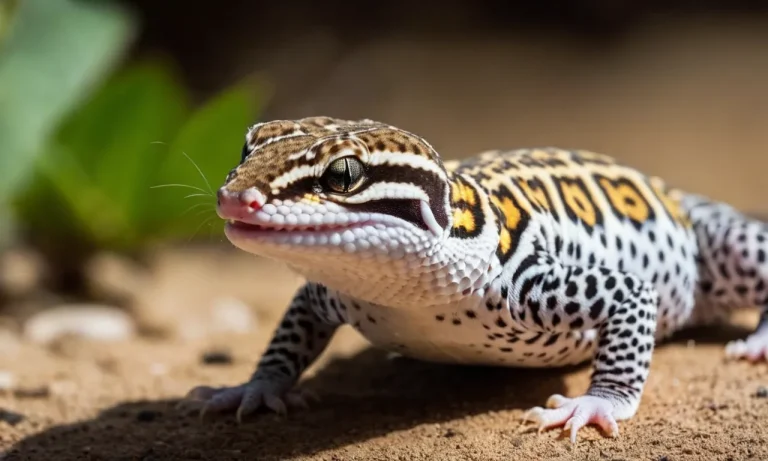 Why Is My Leopard Gecko Angry? Understanding Their Behavior