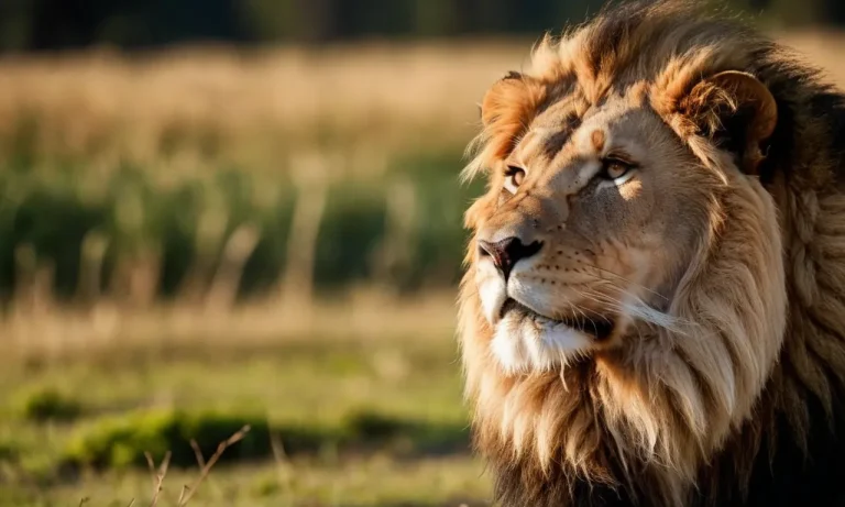 The Role And Life Of The Lion Alpha Male