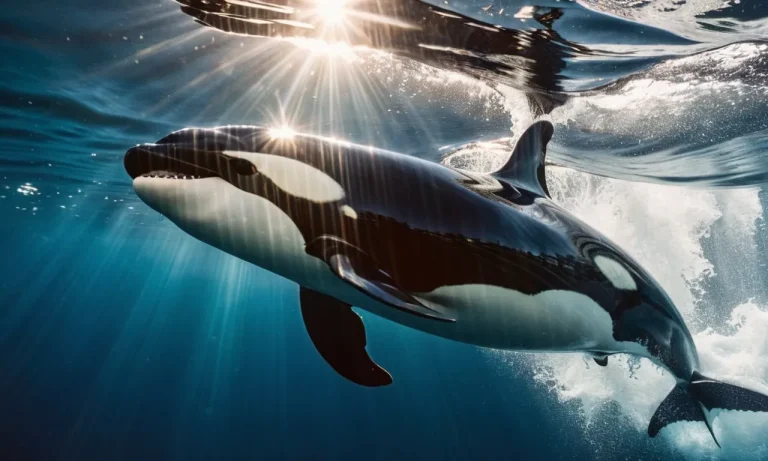 Marine Tertiary Consumers: The Apex Predators Of The Ocean