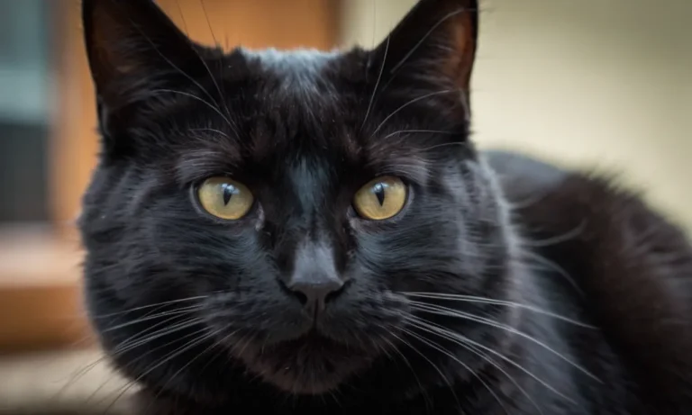 Why Did My Cat Hiss At Me For The First Time?