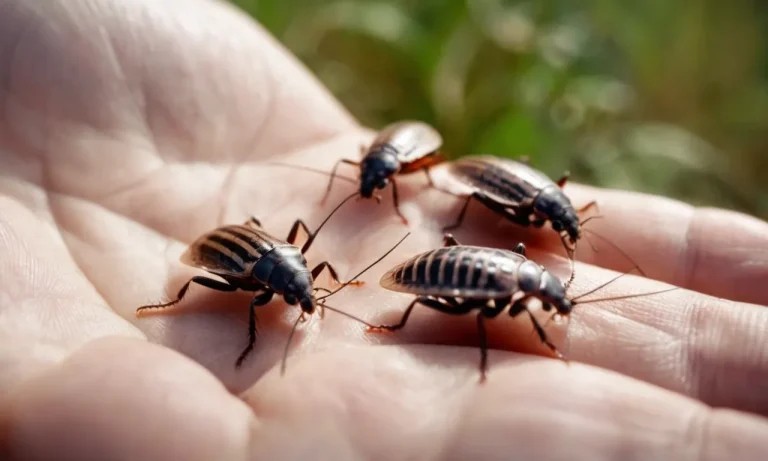 Roaches Crawling On Me: How To Deal With And Prevent Roach Infestations