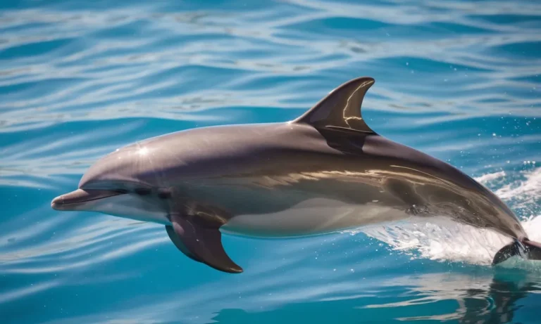 A Complete Guide To Smooth Animals