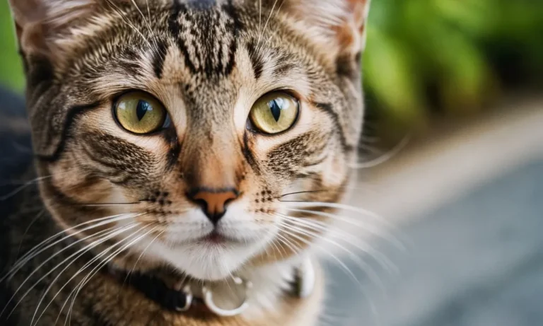 Why Does That Stray Cat Keep Staring At Me?