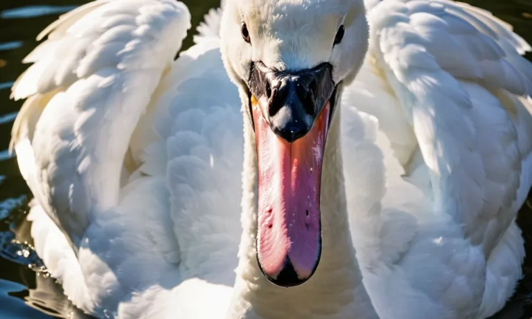 Do Swan Bites Hurt? Everything You Need To Know About Swan Attacks