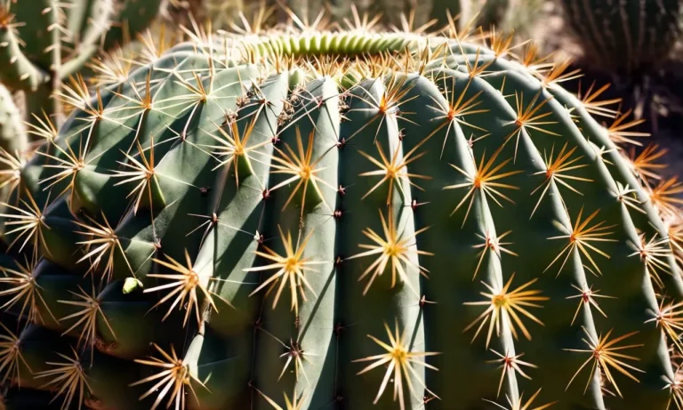Adaptations That Help Desert Plants Keep Animals Away