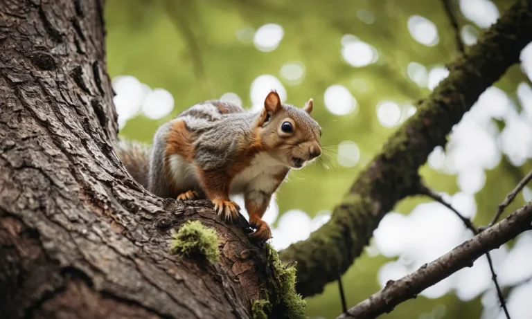 What Animals Are Squirrels Afraid Of?