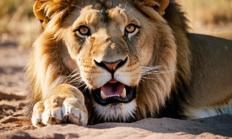 What Happens If A Lion Licks You? A Detailed Look