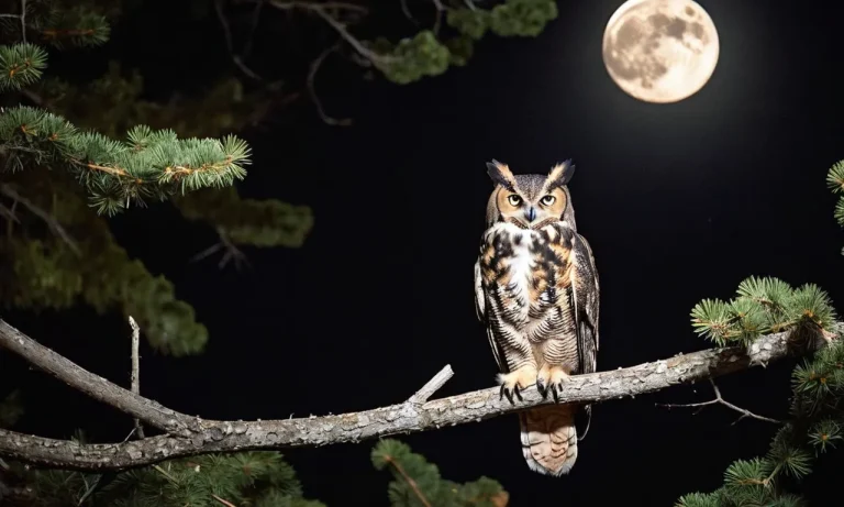 What Kinds Of Owls Eat Cats?