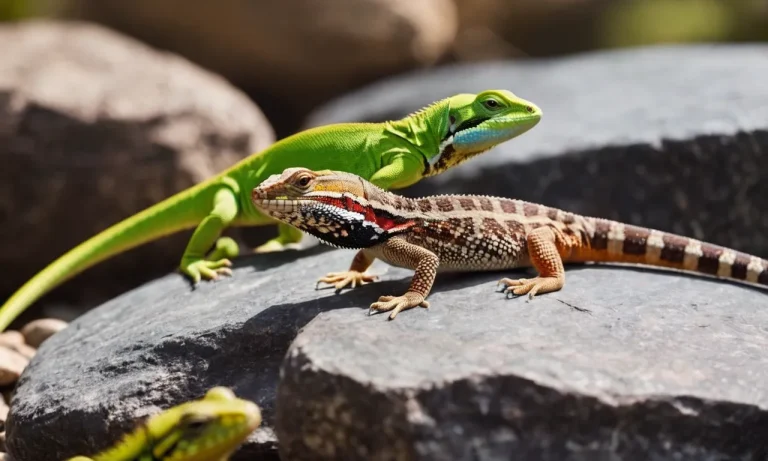 What Lizards Can Live Together? A Complete Guide
