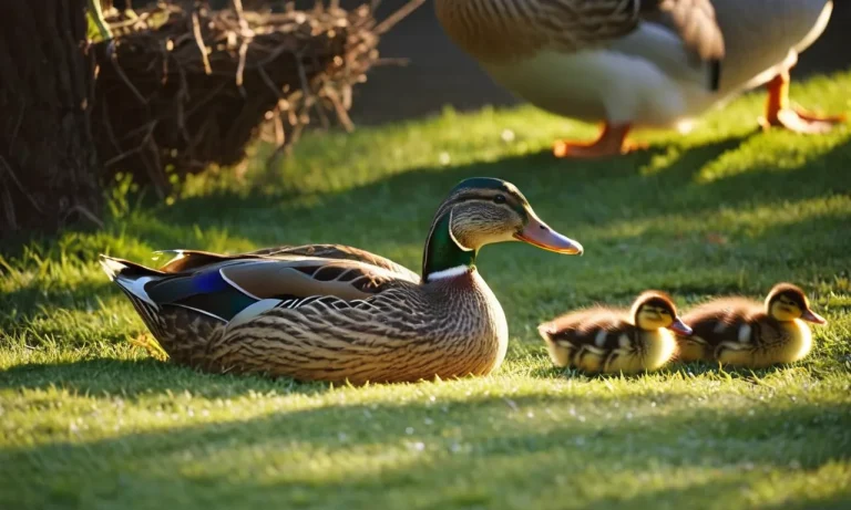 What Time Of Day Do Ducks Lay Eggs?