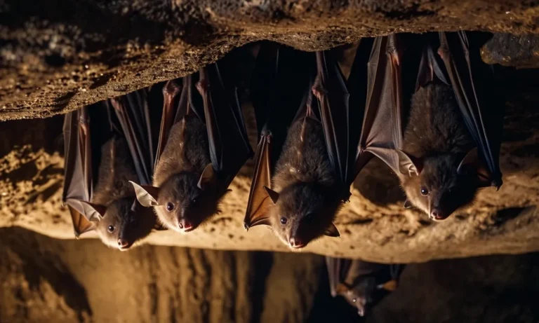 Where Do Bats Hide During The Day?