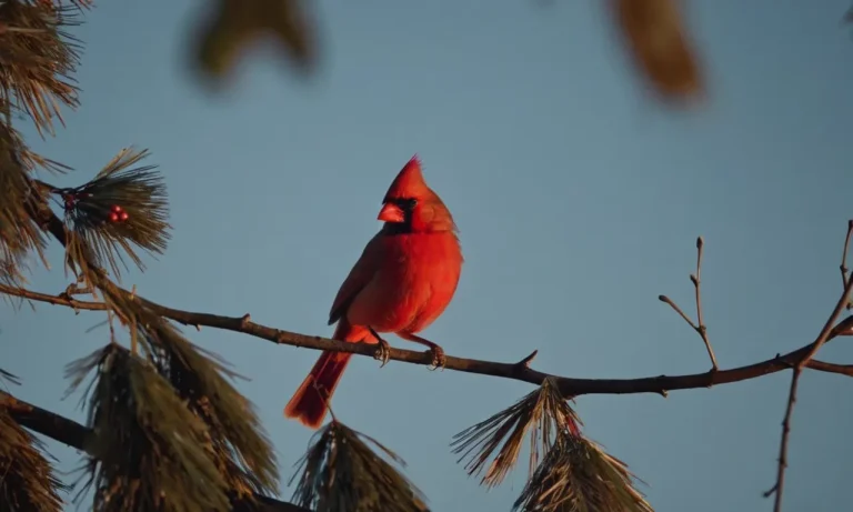 Where Do Cardinals Sleep At Night?