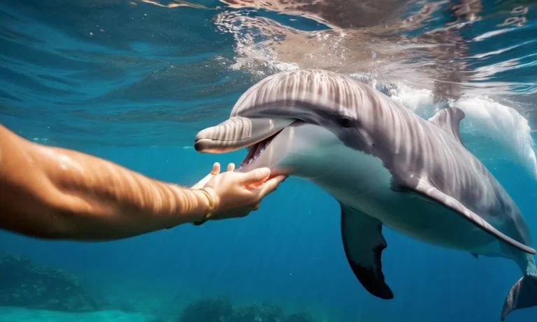 Why Are Dolphins So Friendly To Humans?
