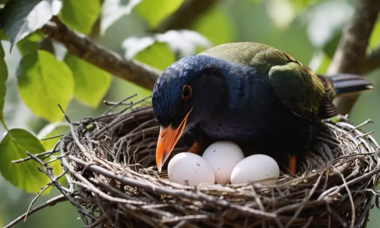 Why Do Birds Push Eggs Out Of The Nest?