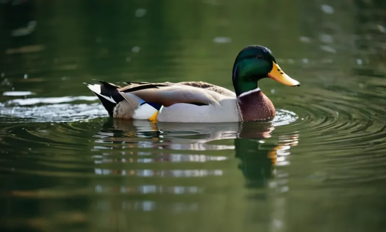 Why Is My Duck Quacking So Much?
