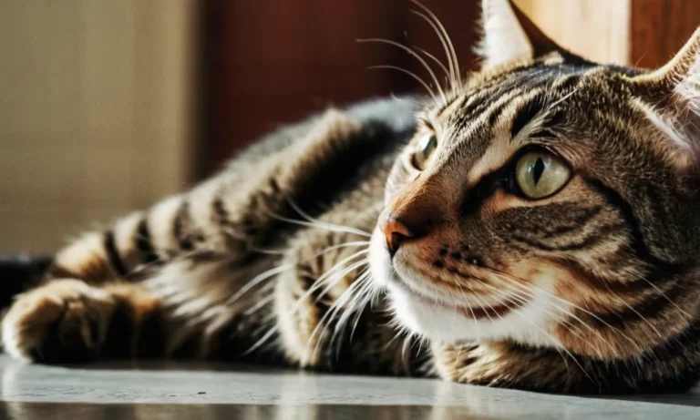 Will Dewormer Hurt A Cat Without Worms?