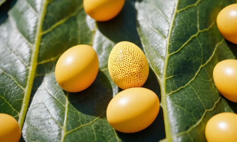 A Comprehensive Guide To Yellow Insect Eggs