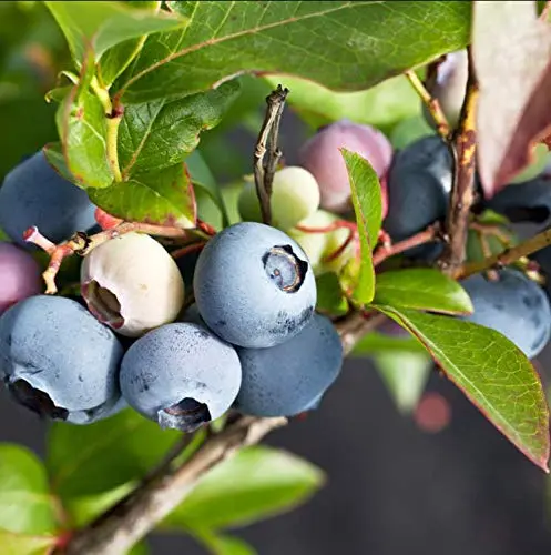 Legacy Highbush Blueberry plant between 4 and 6 inches tall