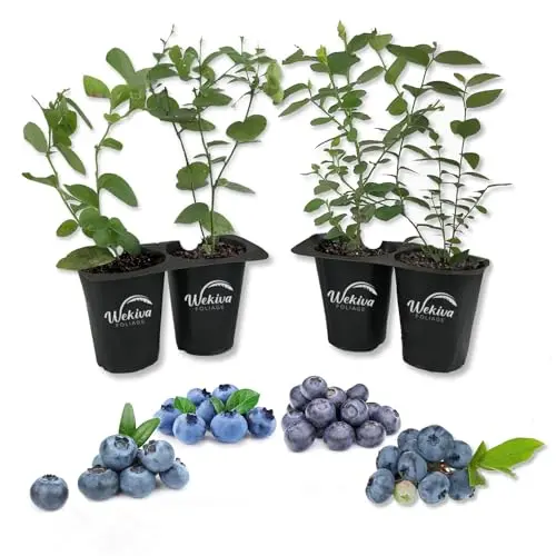 Assortment of four different blueberry starter plants