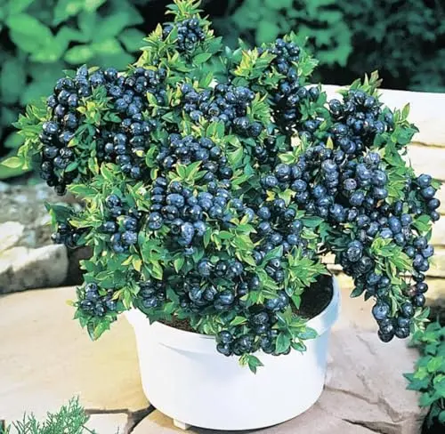 Two compact Top Hat Dwarf Blueberry plants