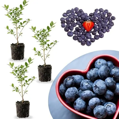 Three assorted Southern Highbush blueberry seedling plants