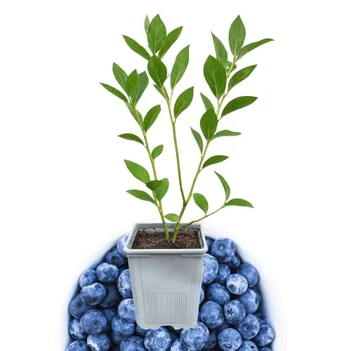 Bluecrop Blueberry plant in a 1-liter pot