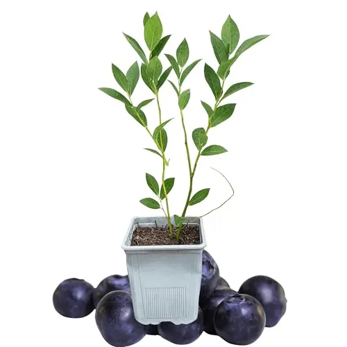 Chandler Blueberry plant known for extremely large fruit