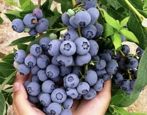 Springhigh blueberry plant with early ripening dark blue fruit, ideal for warm climate container gardens.